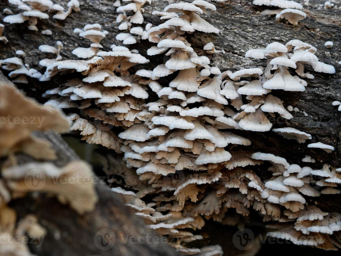 close-up de cogumelos crescendo em tronco de árvore foto