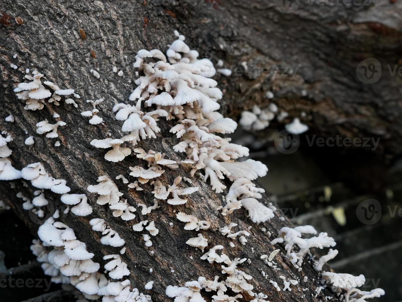 close-up de cogumelos crescendo em tronco de árvore foto