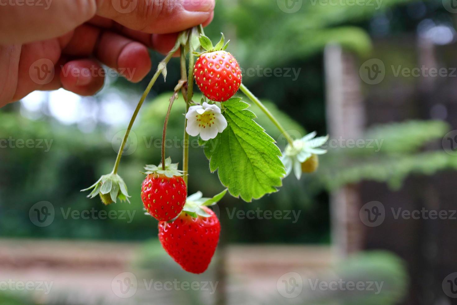 mão segurando um morango em um fundo bokeh foto