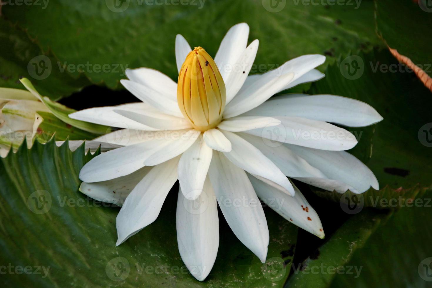 flor de lótus natural floresce em um belo jardim foto