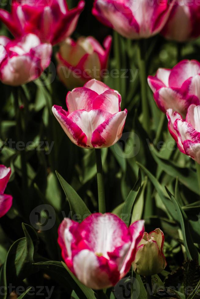 mistura de tulipas coloridas vermelhas e brancas foto