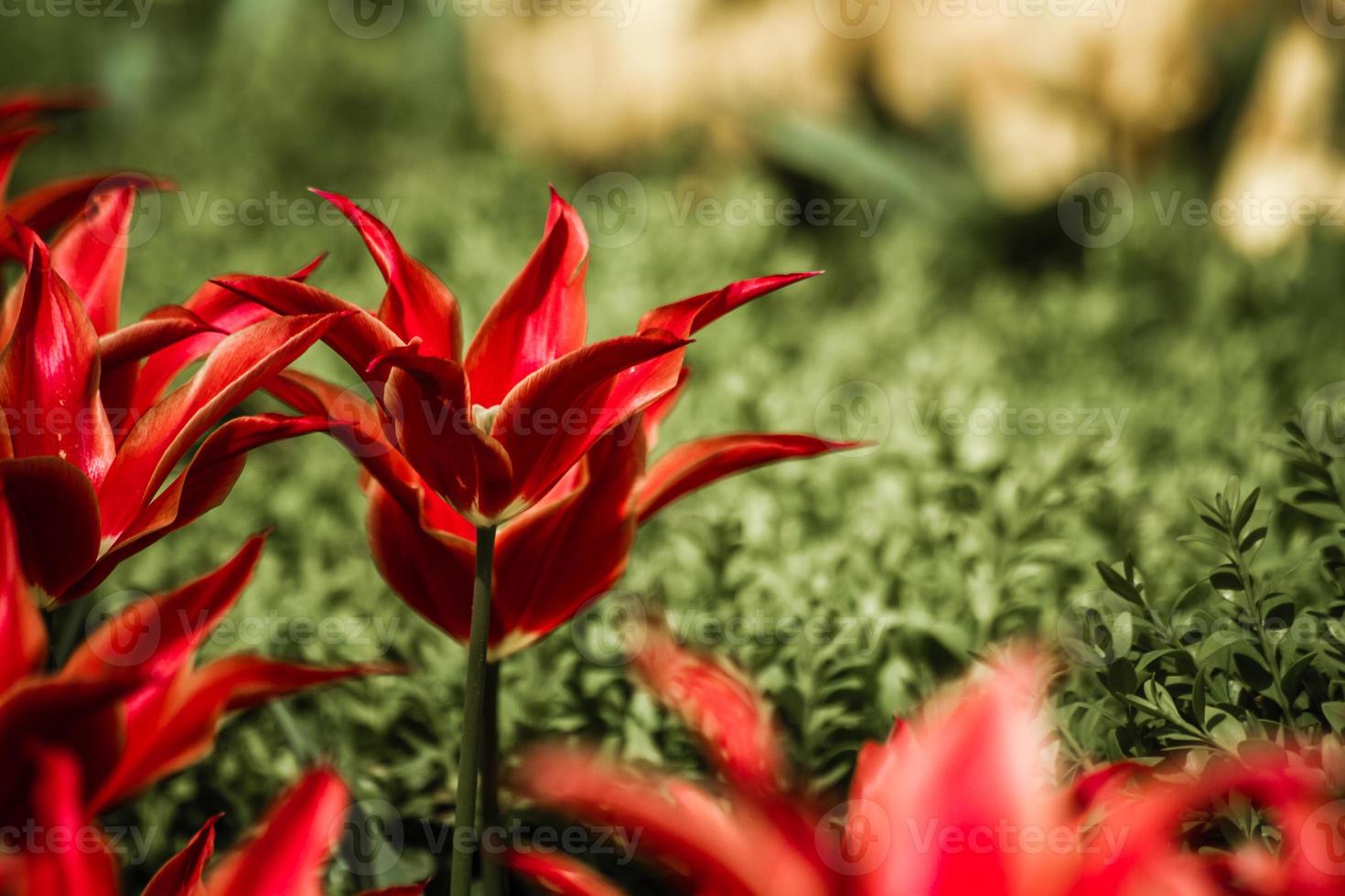 close-up de tulipas vermelhas foto
