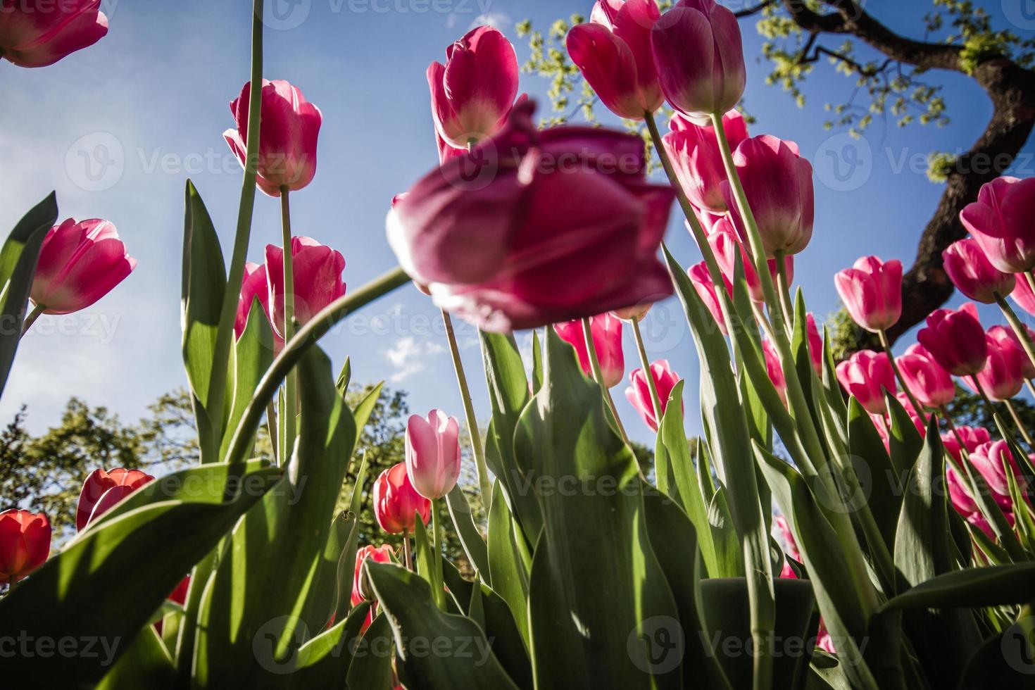 lindas tulipas cor de rosa em um jardim verde de Istambul foto