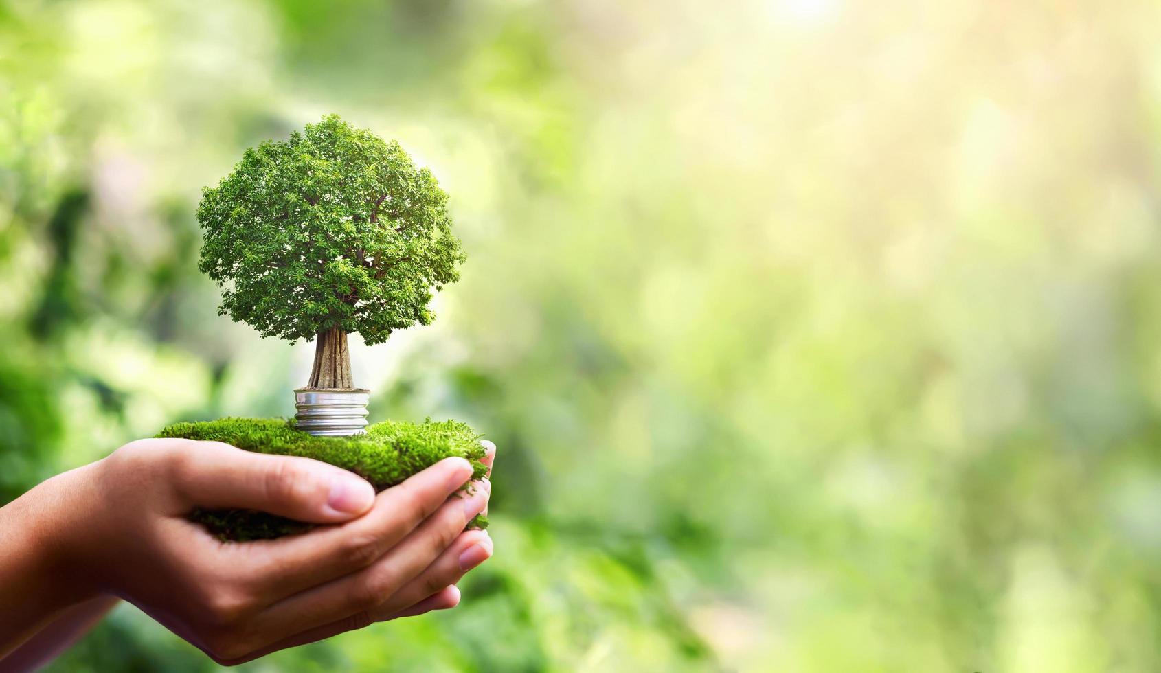 mão segurando a lâmpada com árvore crescendo e sol na natureza. economizar energia e proteger o conceito de eco ambiente foto