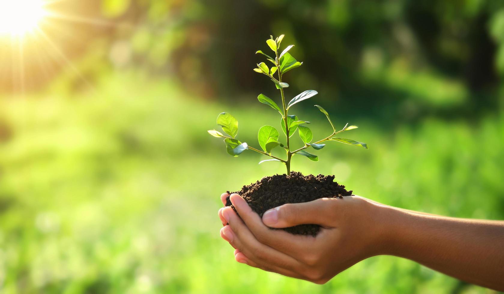 conceito de dia da terra eco. mão segurando a planta jovem no sol e fundo verde da natureza foto