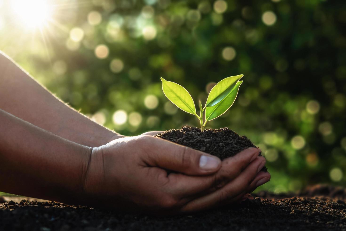 mão segurando uma pequena árvore para plantar na luz da manhã. dia da terra do mundo verde do conceito foto