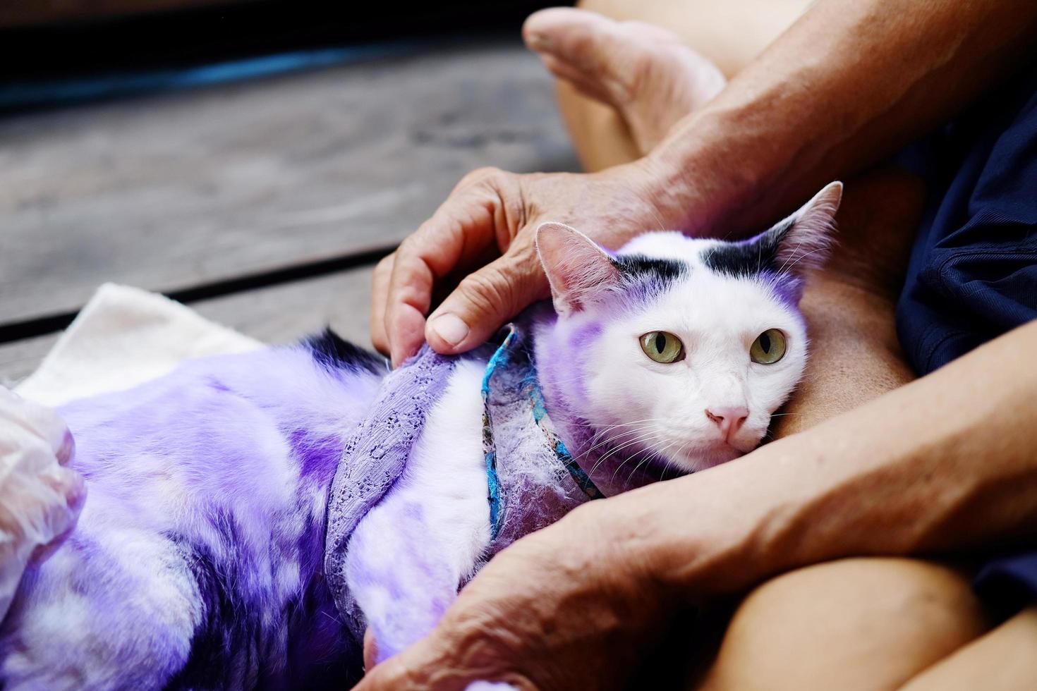 dermatite e tratar a pílula roxa para gato com tinea doente ou verme na pele do gato. foto