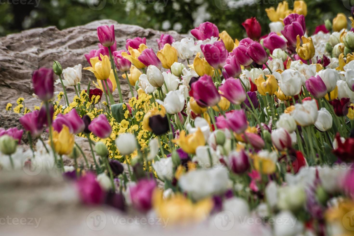 lindas tulipas coloridas em um jardim verde de Istambul foto
