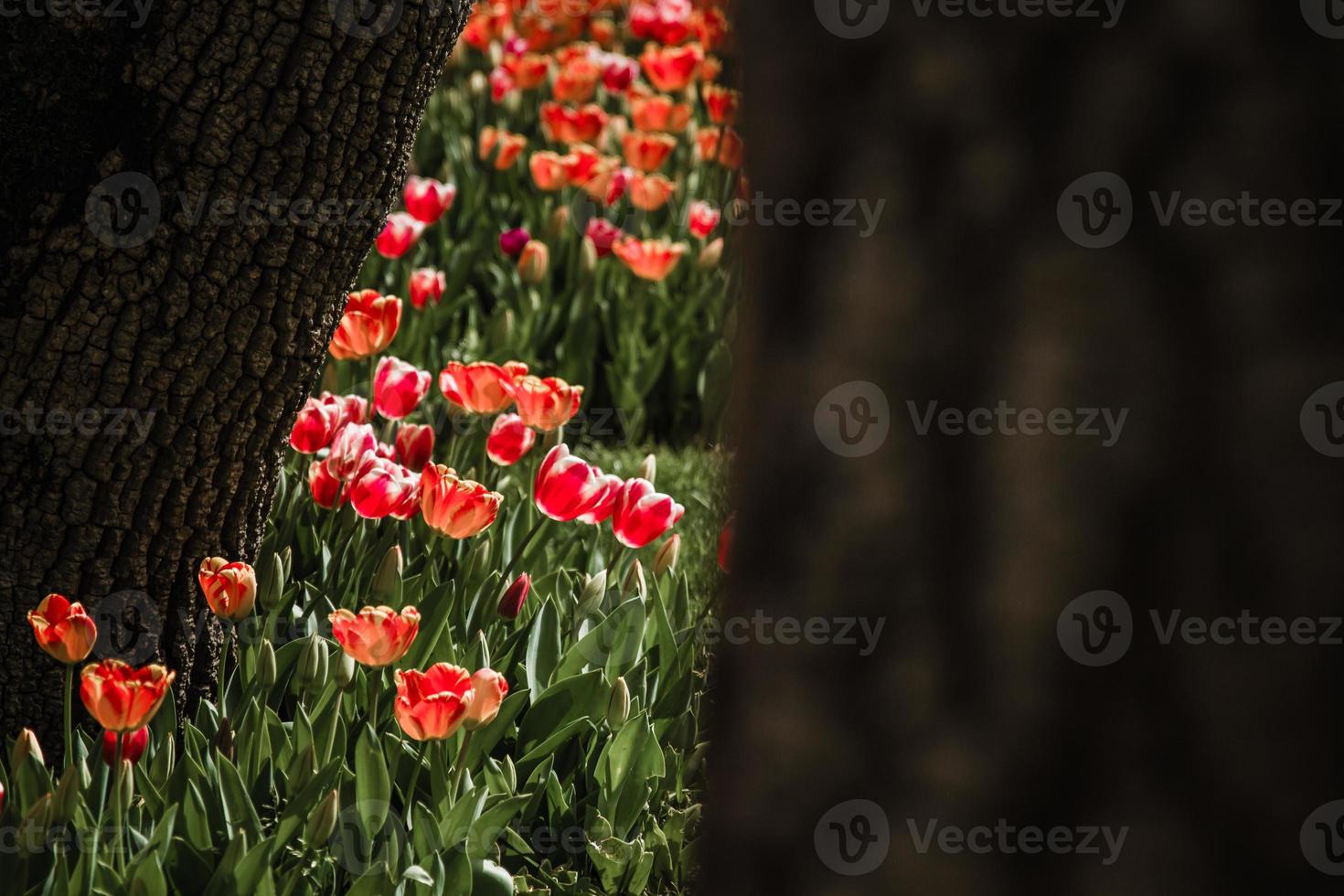 tulipas no fundo das árvores foto