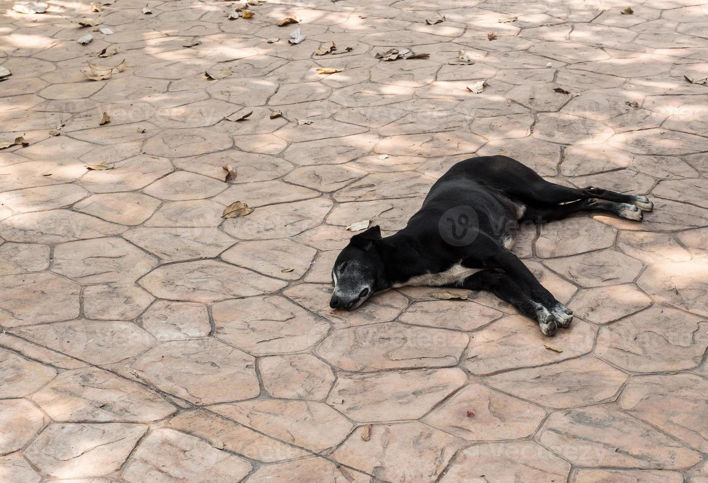 jovem cão preto está dormindo. foto