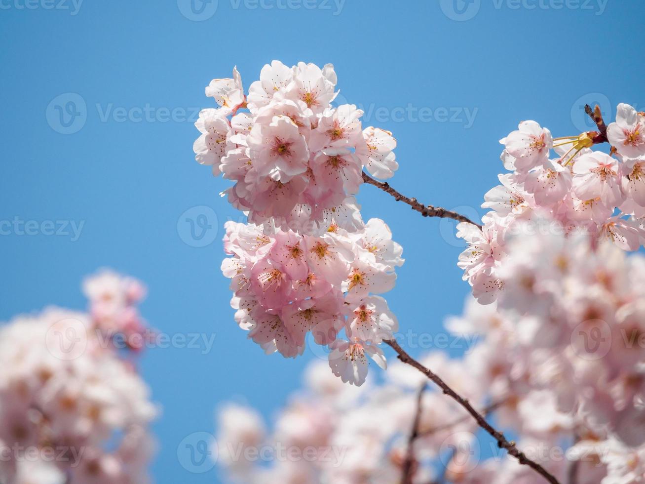 cachos de flores de cerejeira foto