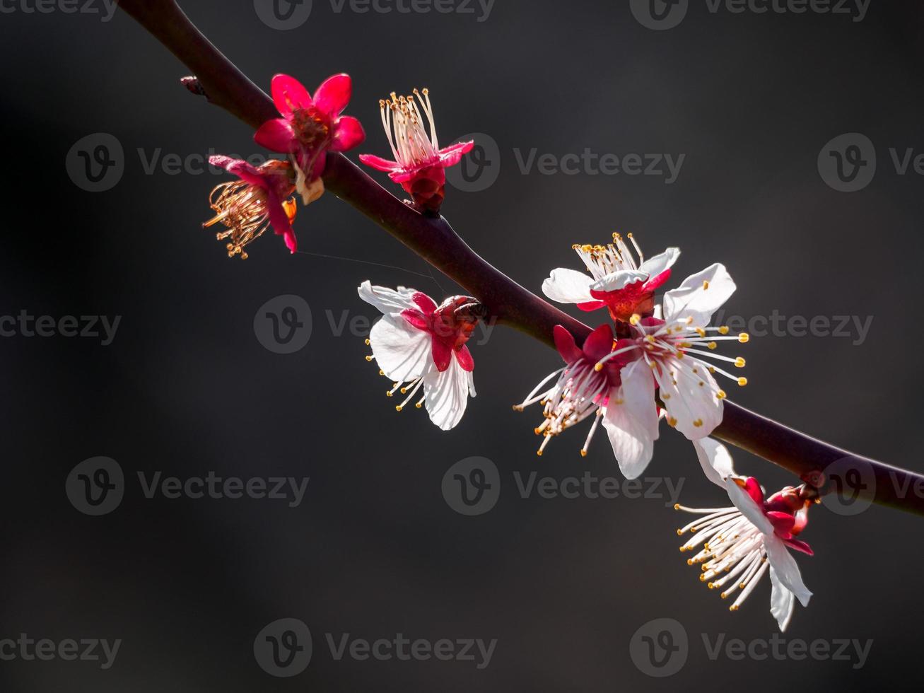 flores de ameixa branca e vermelha foto