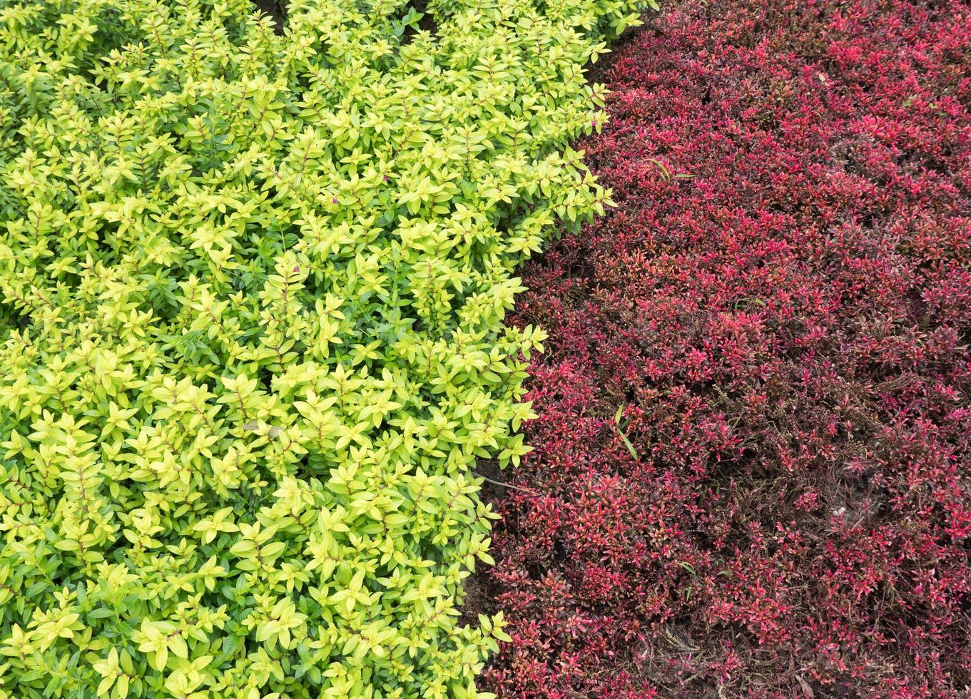 closeup do arbusto de duas cores. foto