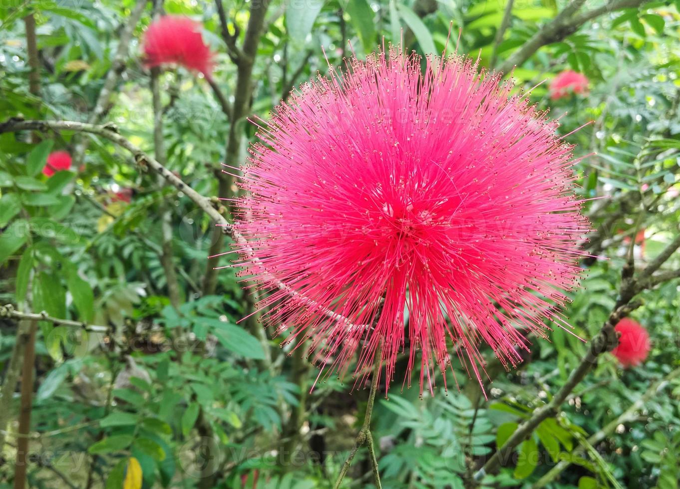 flor em forma de agulha rosa foto