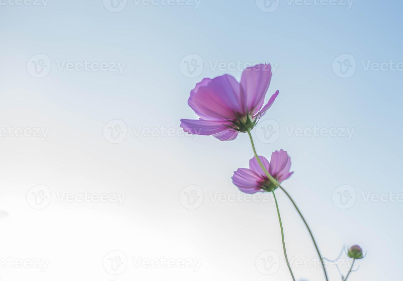 jardim de flores cosmos rosa e vermelho e foco suave foto