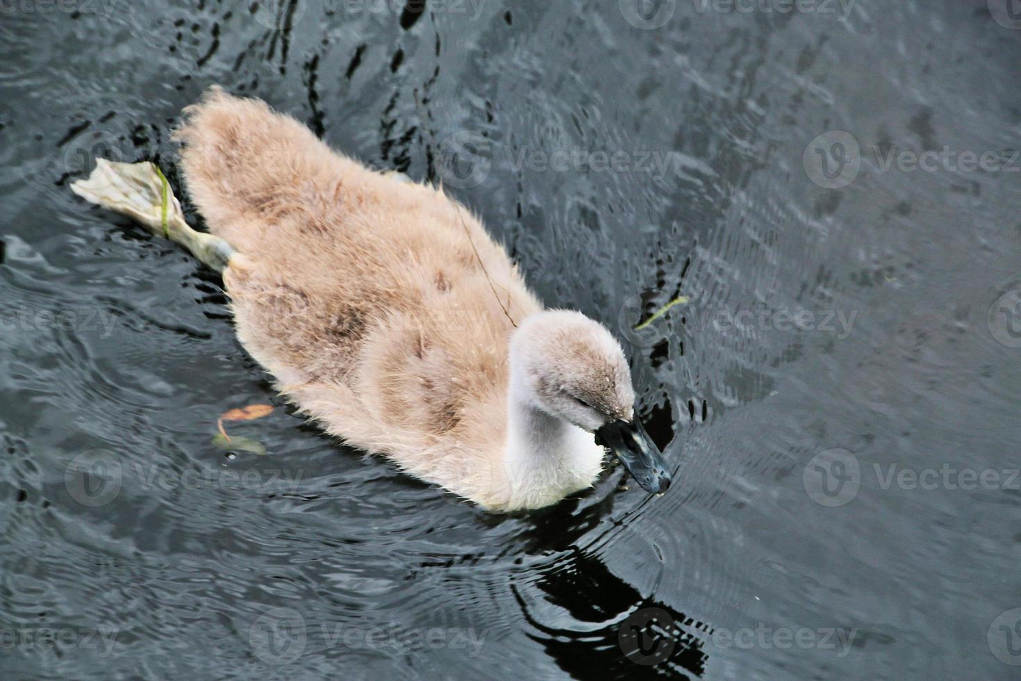 uma visão de um cisne mudo foto