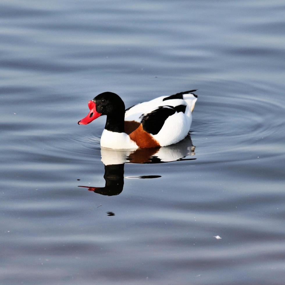 um close-up de um shelduck foto