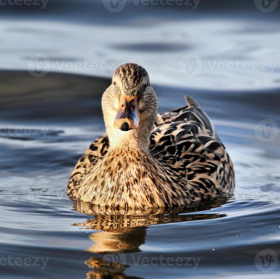 um close-up de um pato-real foto