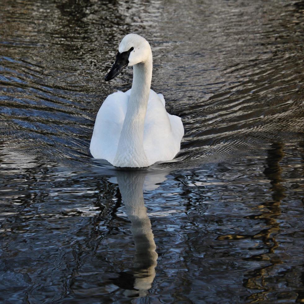 um close-up de um cisne trompetista na água foto