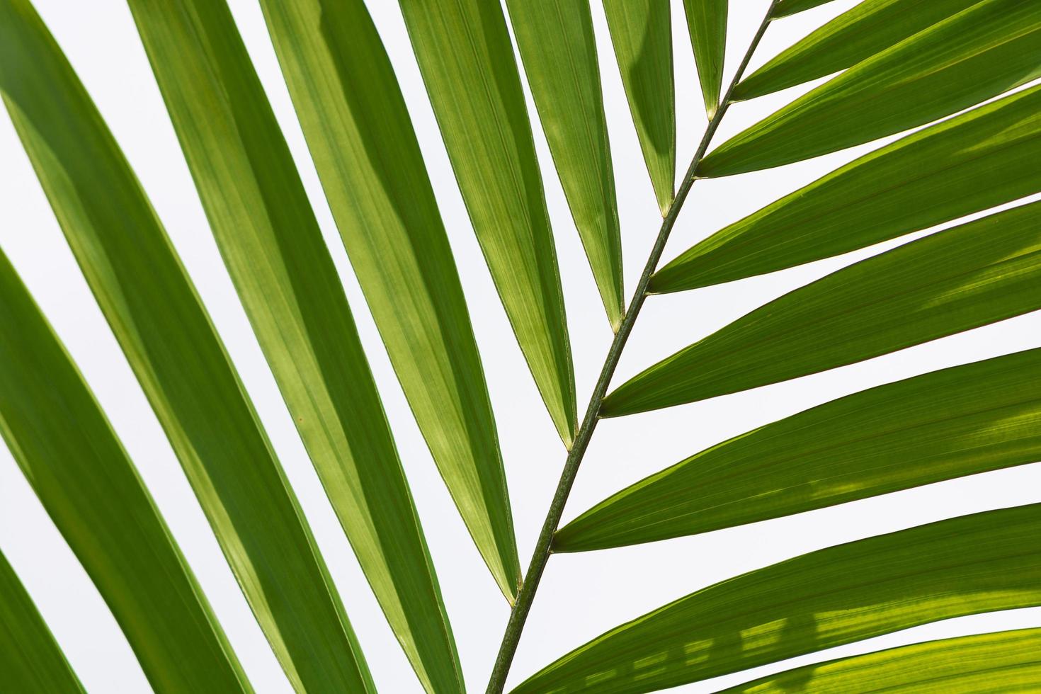 folhas de palmeira contra um fundo branco. temporada de quaresma e conceito de semana santa. foto