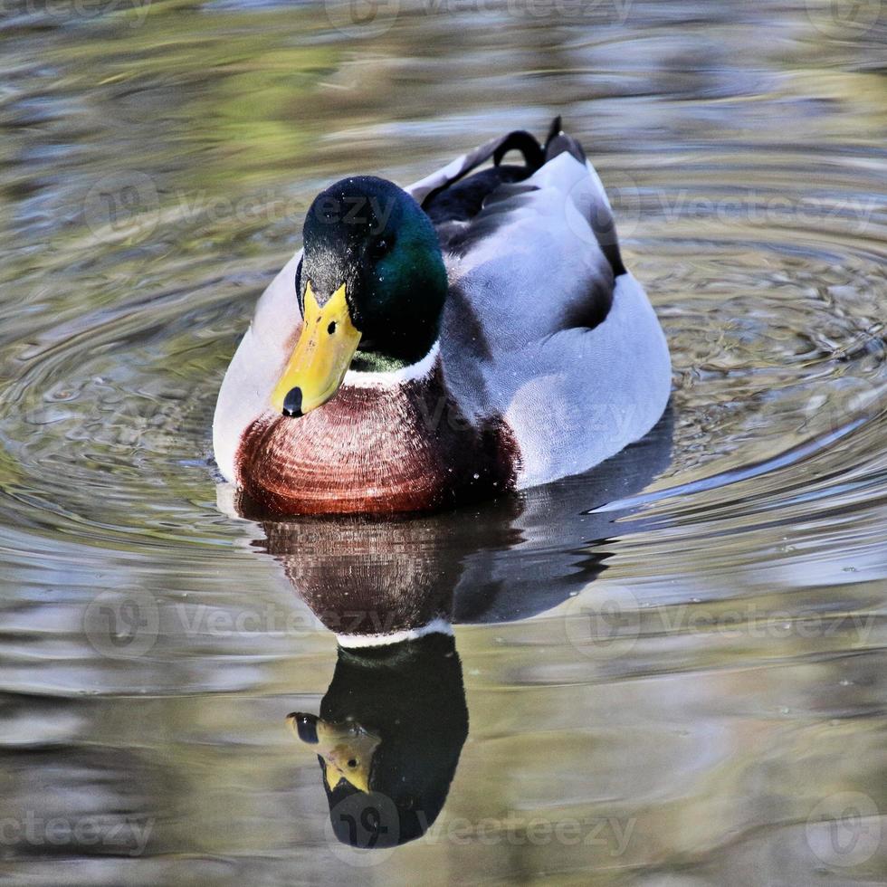 um close-up de um pato-real foto