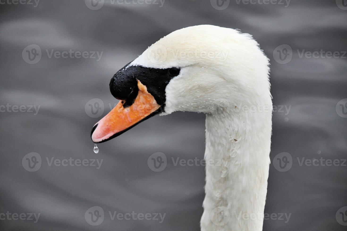 um close-up de um cisne mudo foto