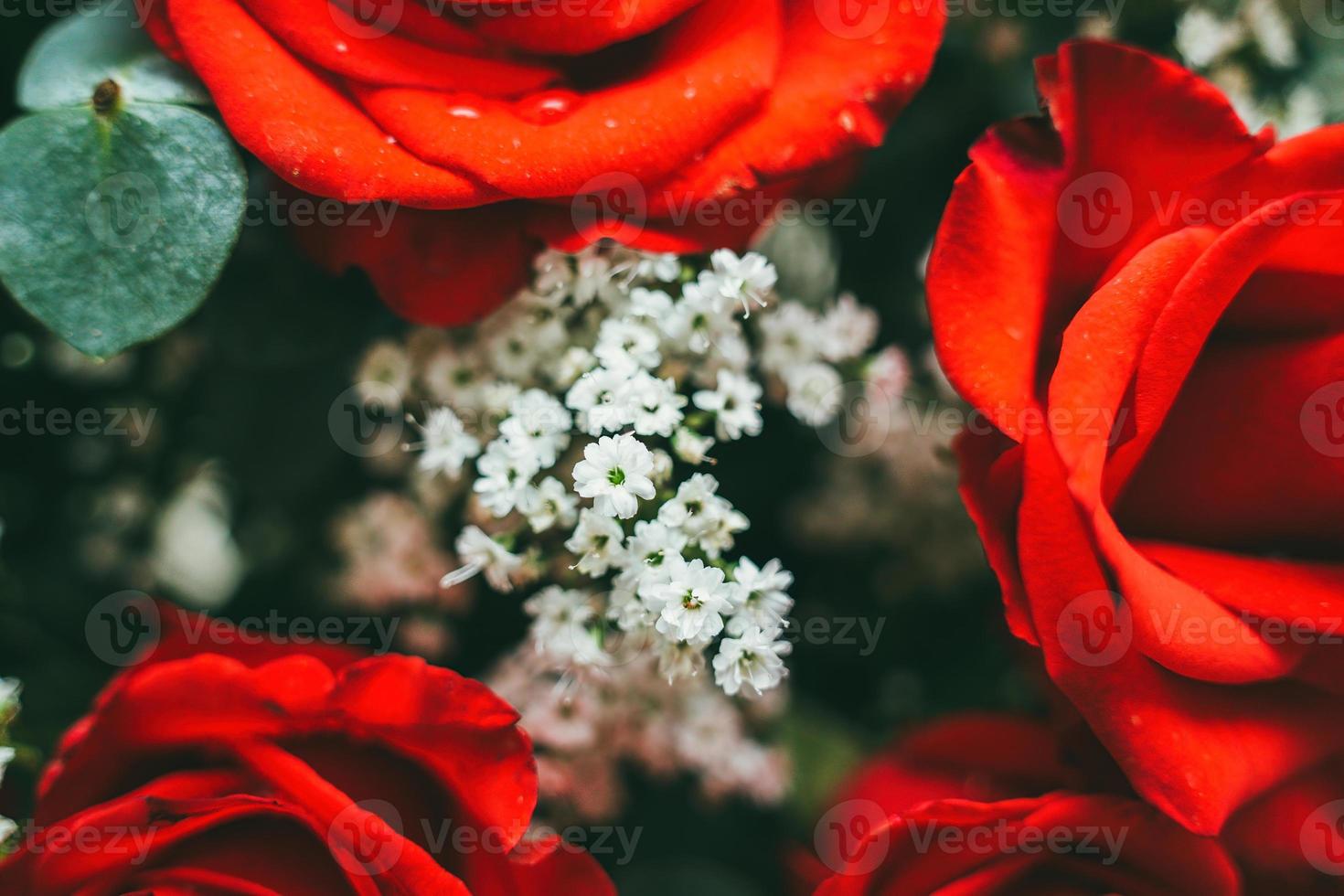 buquê de rosas vermelhas frescas, fundo brilhante de flores. close-up de uma rosa vermelha com gotas de água. foto
