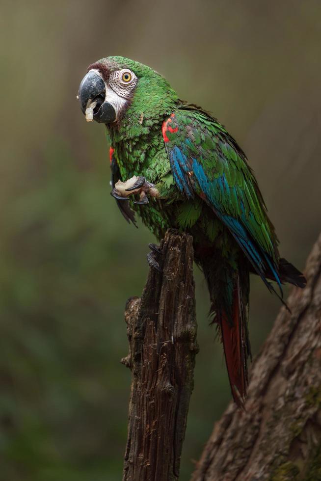 arara-da-cara-castanha foto