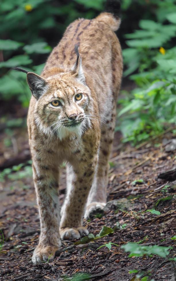 lince eurasiático no zoológico foto