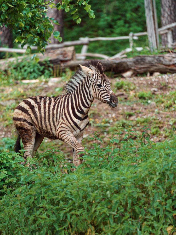 zebra de burchell no zoológico foto