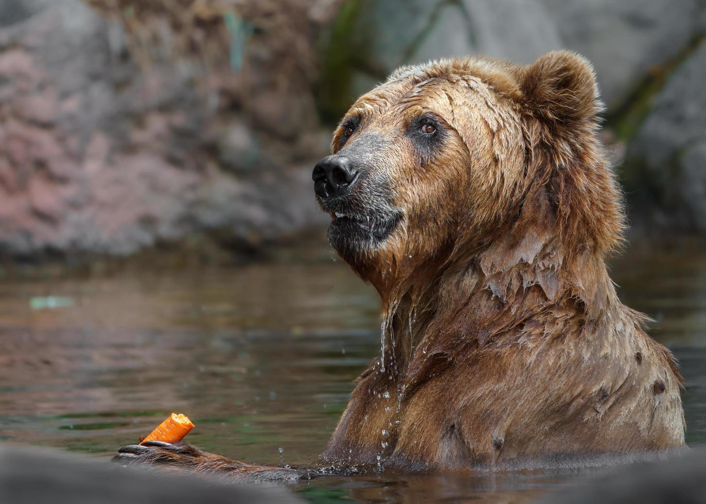 urso marrom kamchatka foto