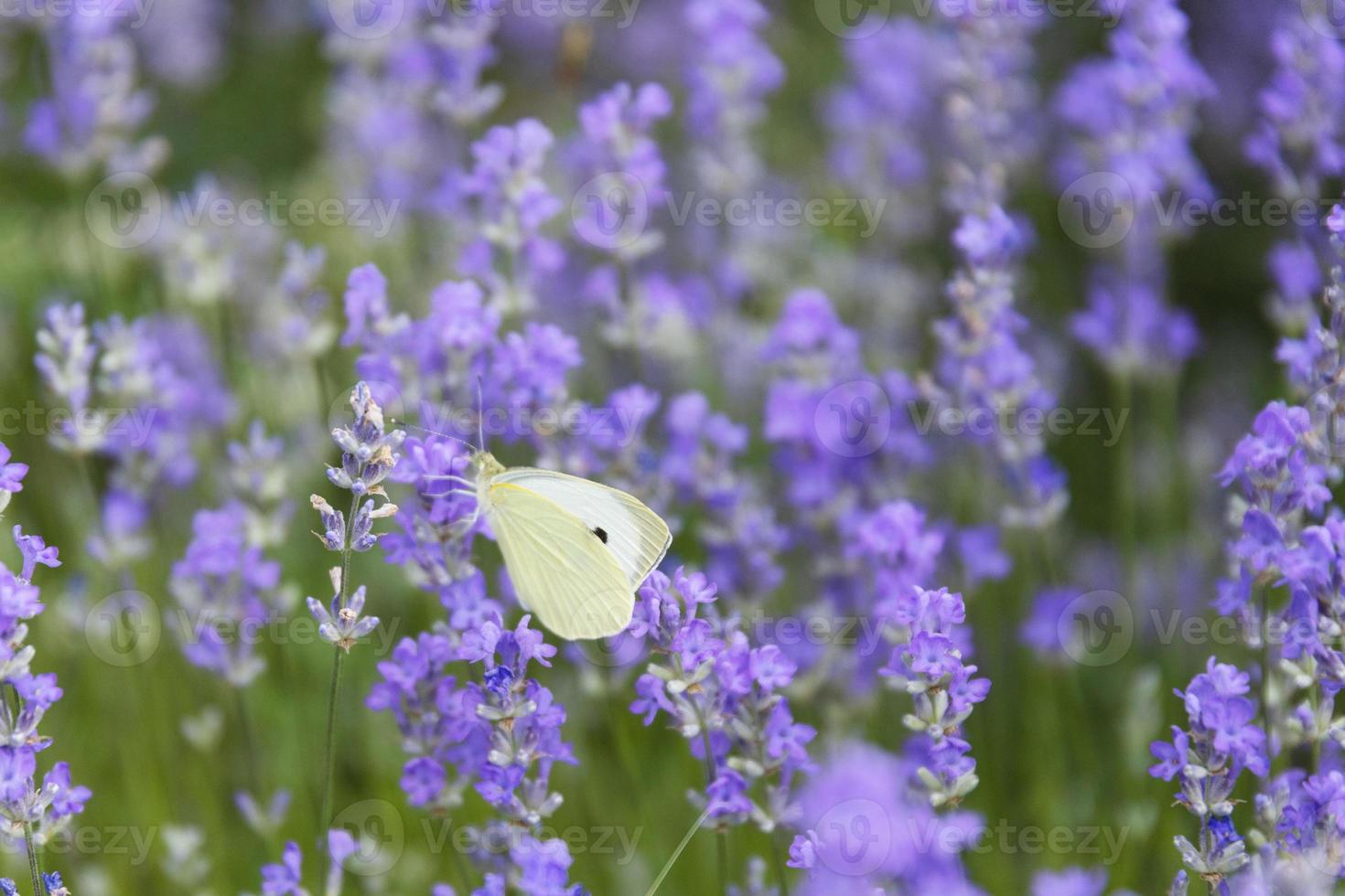 close-up de flores de lavanda com uma pequena borboleta branca, foco seletivo. foto