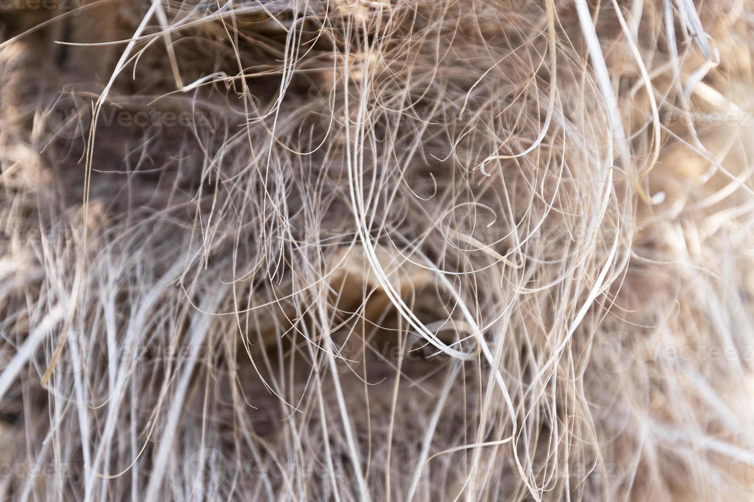 textura de close-up, casca de um tronco de palmeira, trachycarpus fortunei. capa peluda seca na forma de um fundo. foto