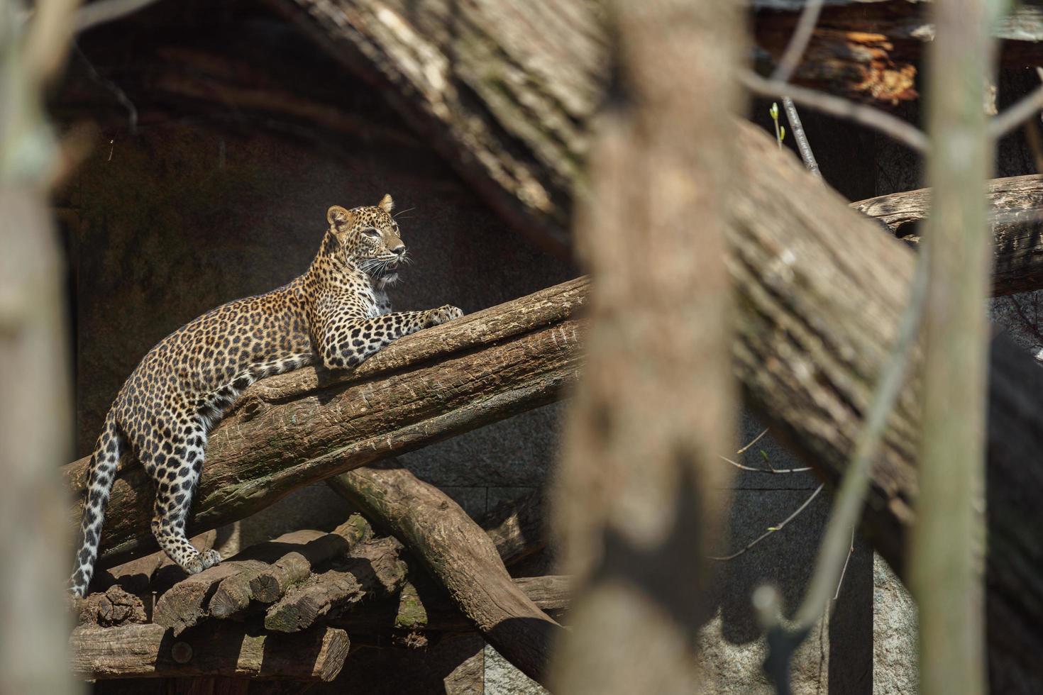 leopardo do sri lankan foto