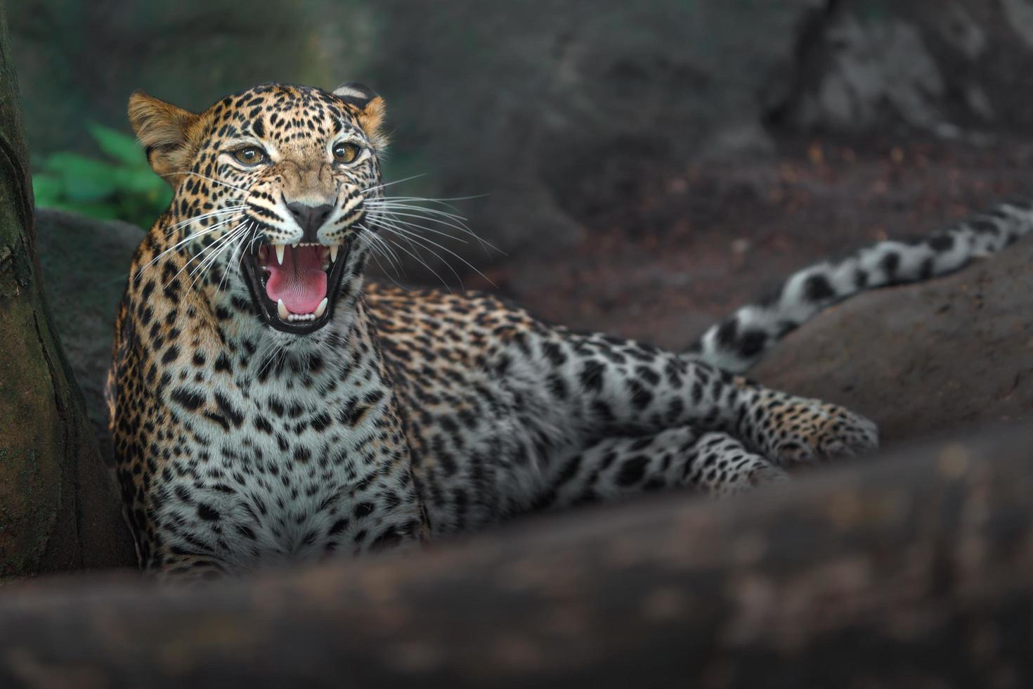 leopardo do sri lankan foto