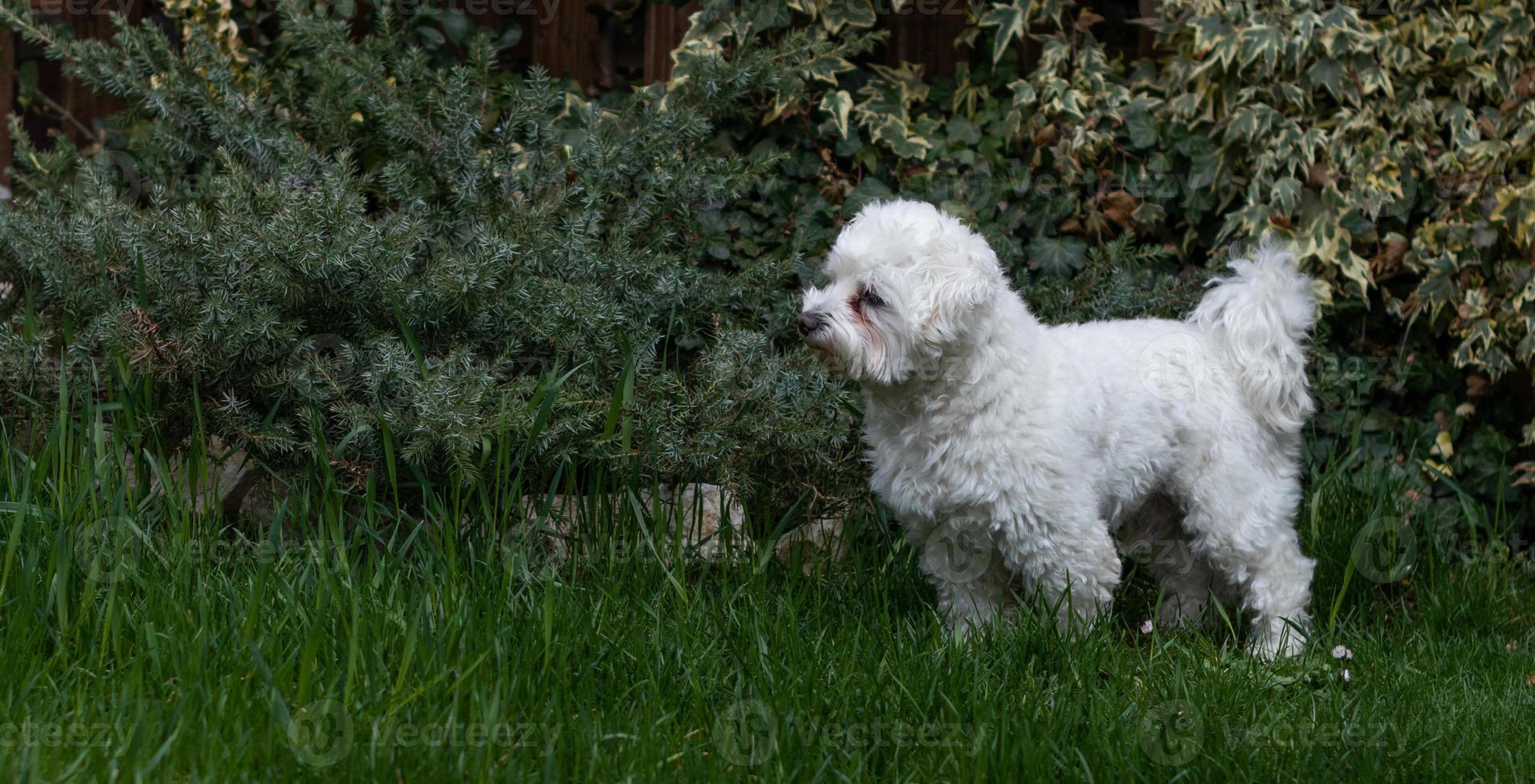 bichon maltes olhando para algo na grama foto