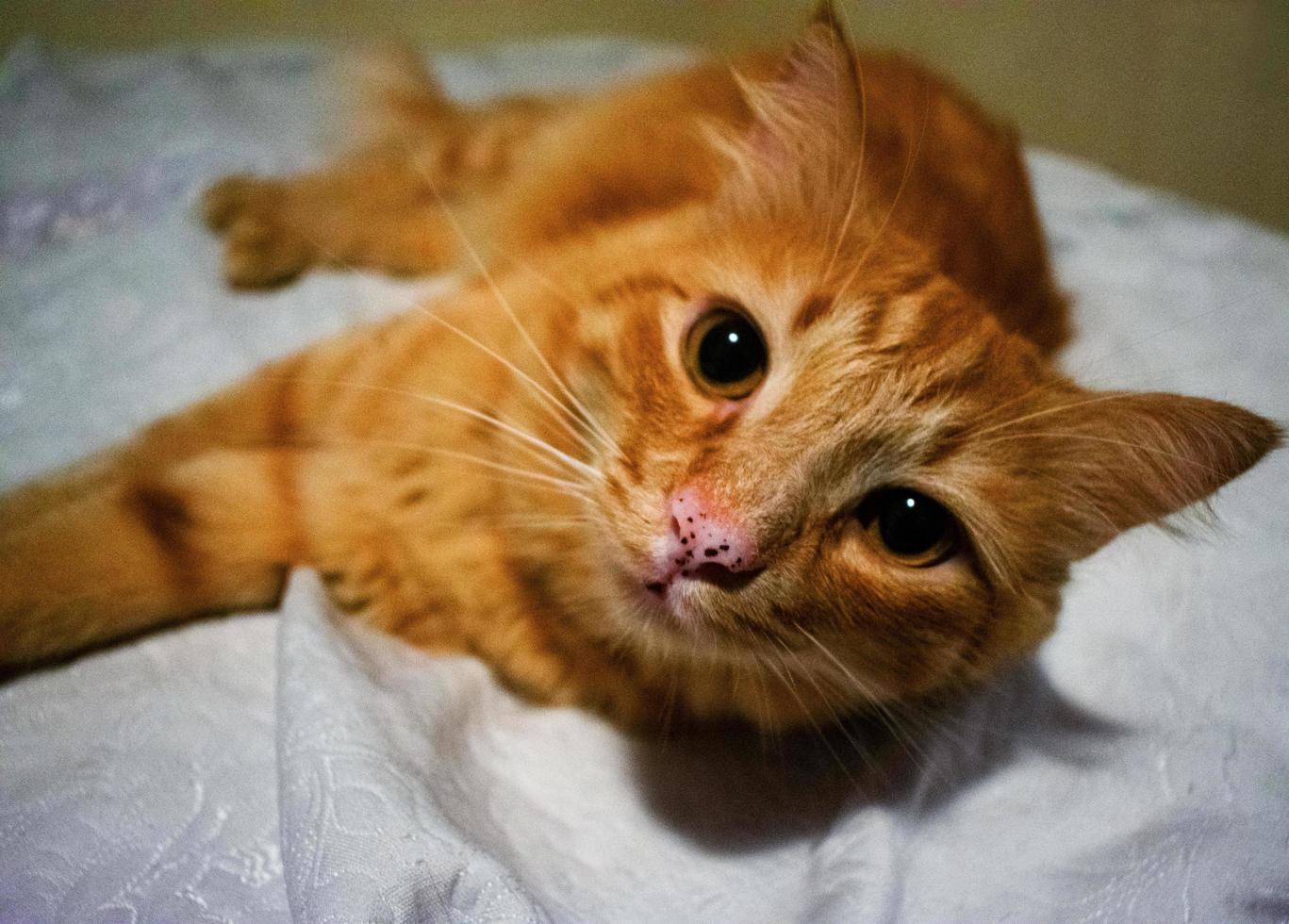 gato laranja em uma cama branca no quarto de dormir, retrato de animal de estimação felino doméstico foto