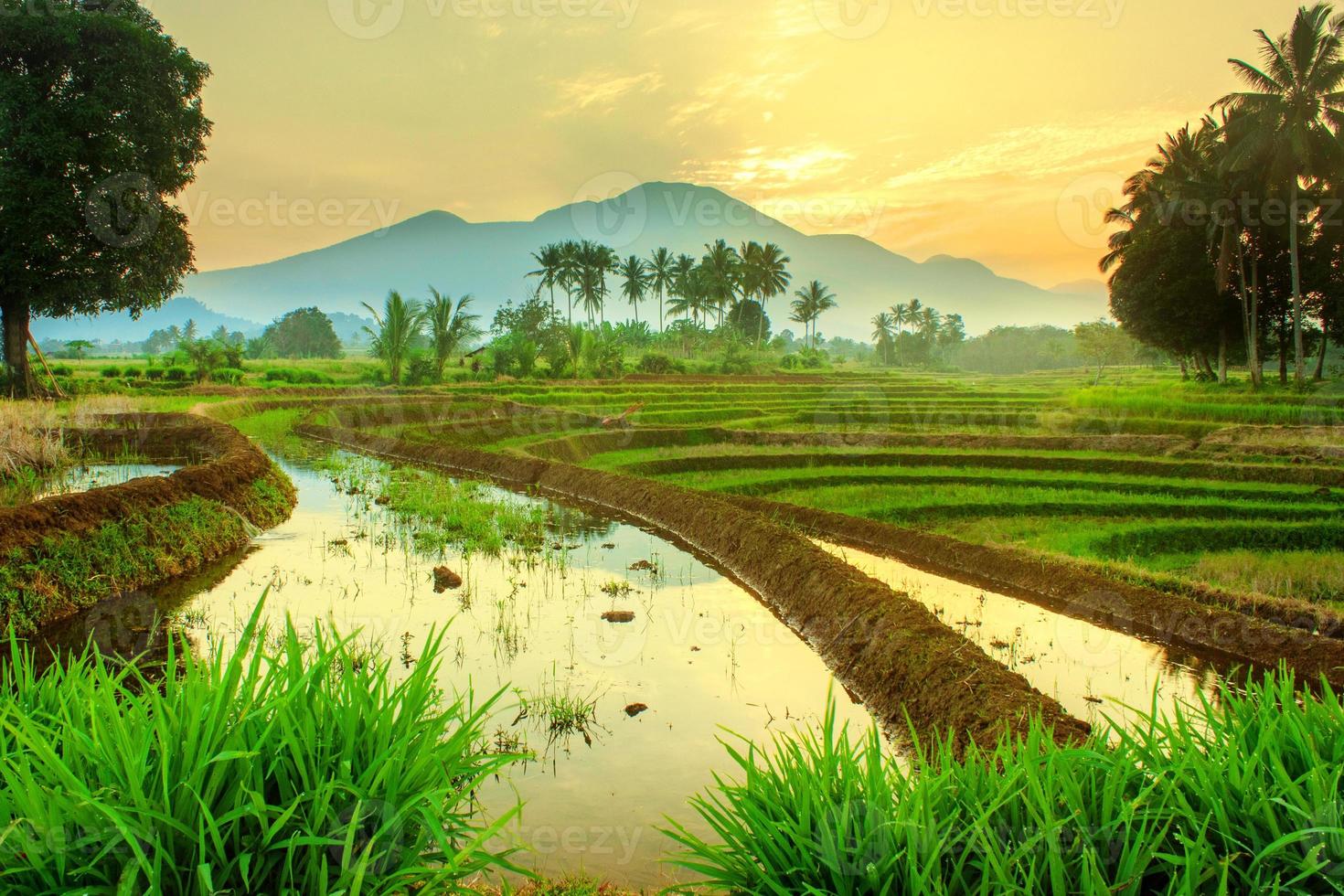 beleza natural do campo com campos de arroz e coqueiros ao nascer do sol sobre as montanhas na indonésia foto