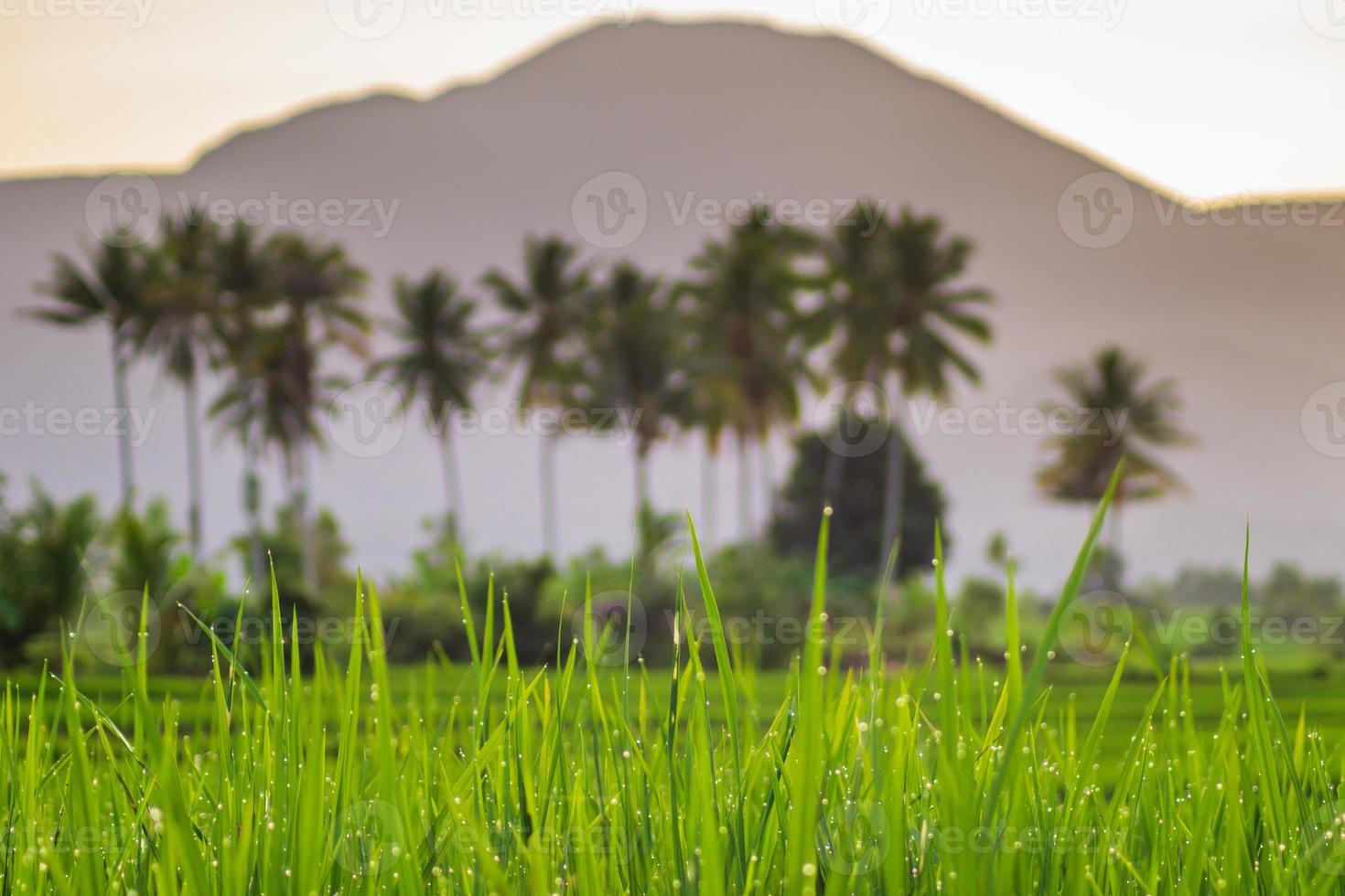 vista dos campos de arroz com arroz verde com orvalho e montanhas em uma manhã ensolarada em bengkulu, indonésia foto