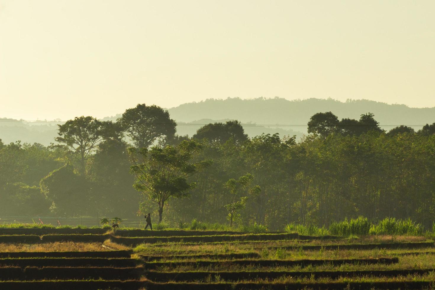 visão matinal do agricultor andando entre neblina e sol foto