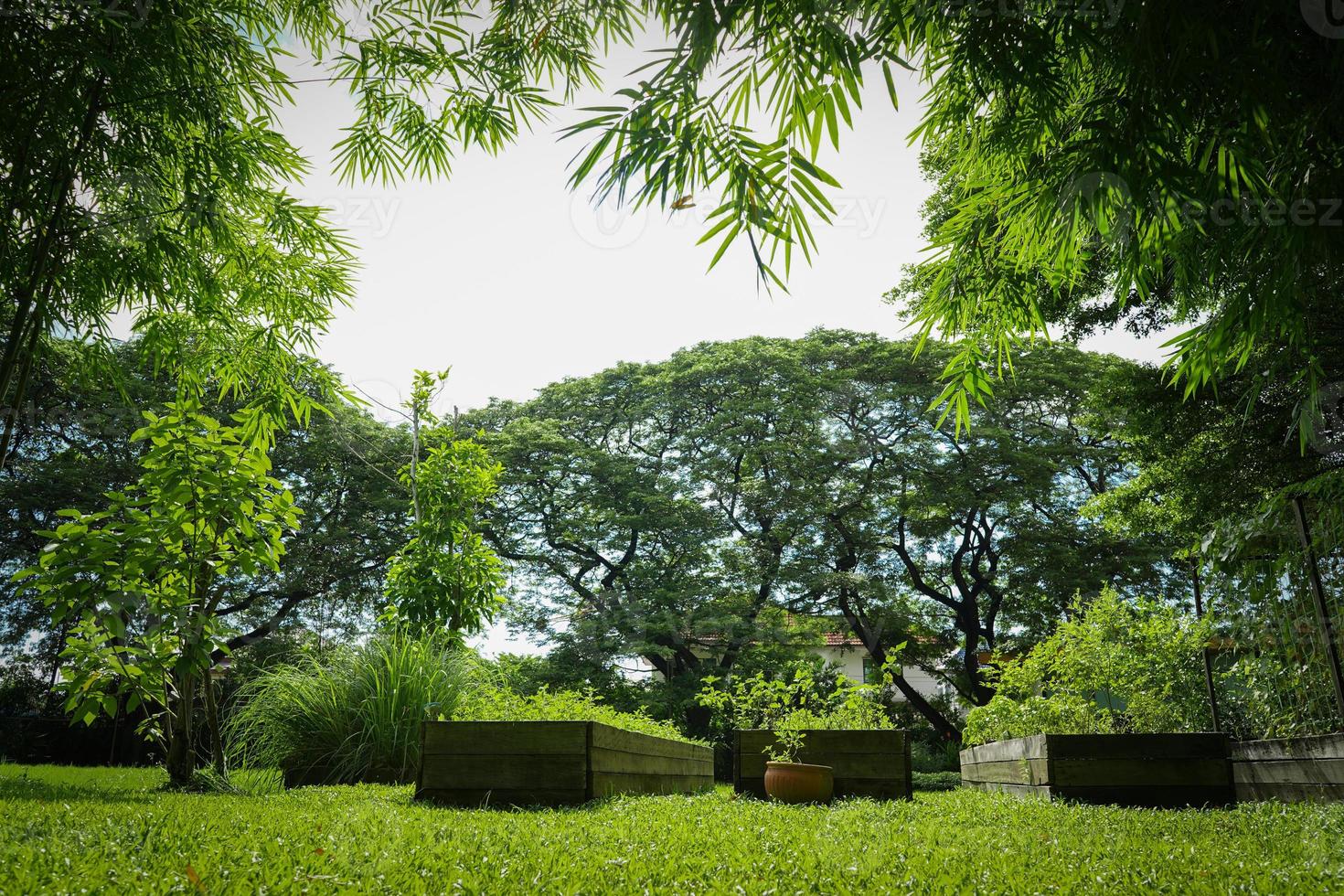 vegetais caseiros no pote de madeira no jardim com grande mimosa atrás e bambu ao redor. foto