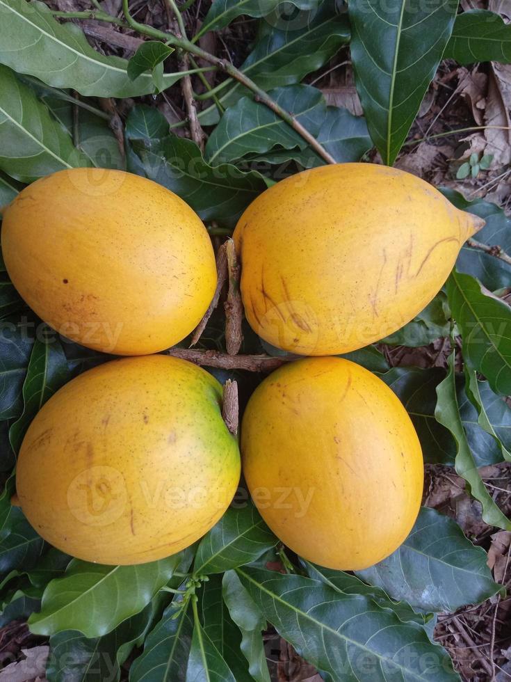 fruta de são abiú foto