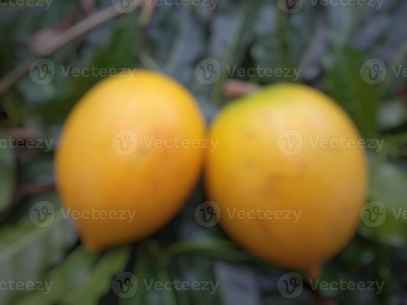 desfocar a foto da fruta do sapoti abiu