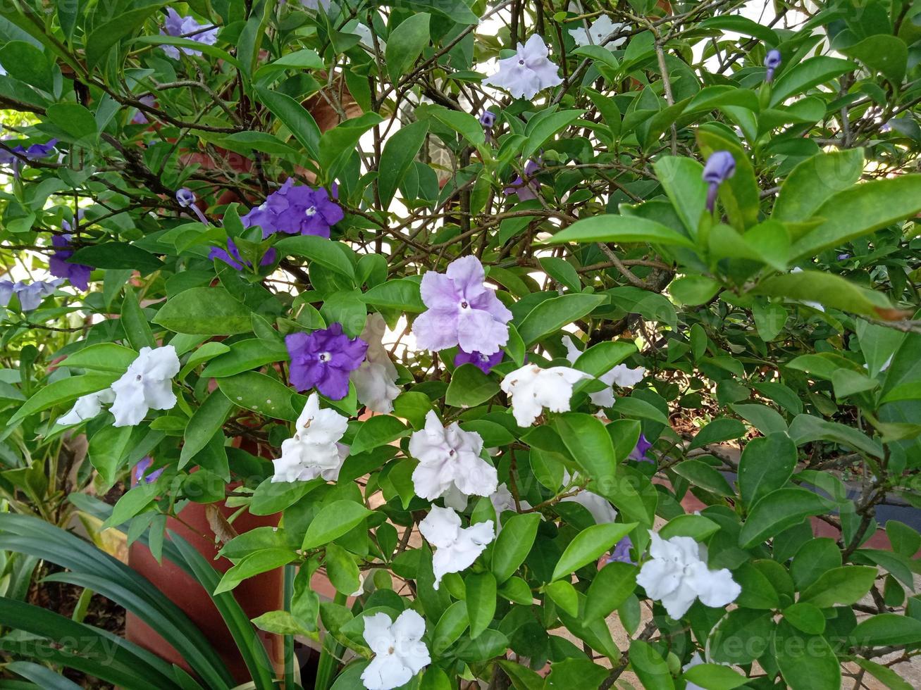 planta de flor de jasmim costa foto