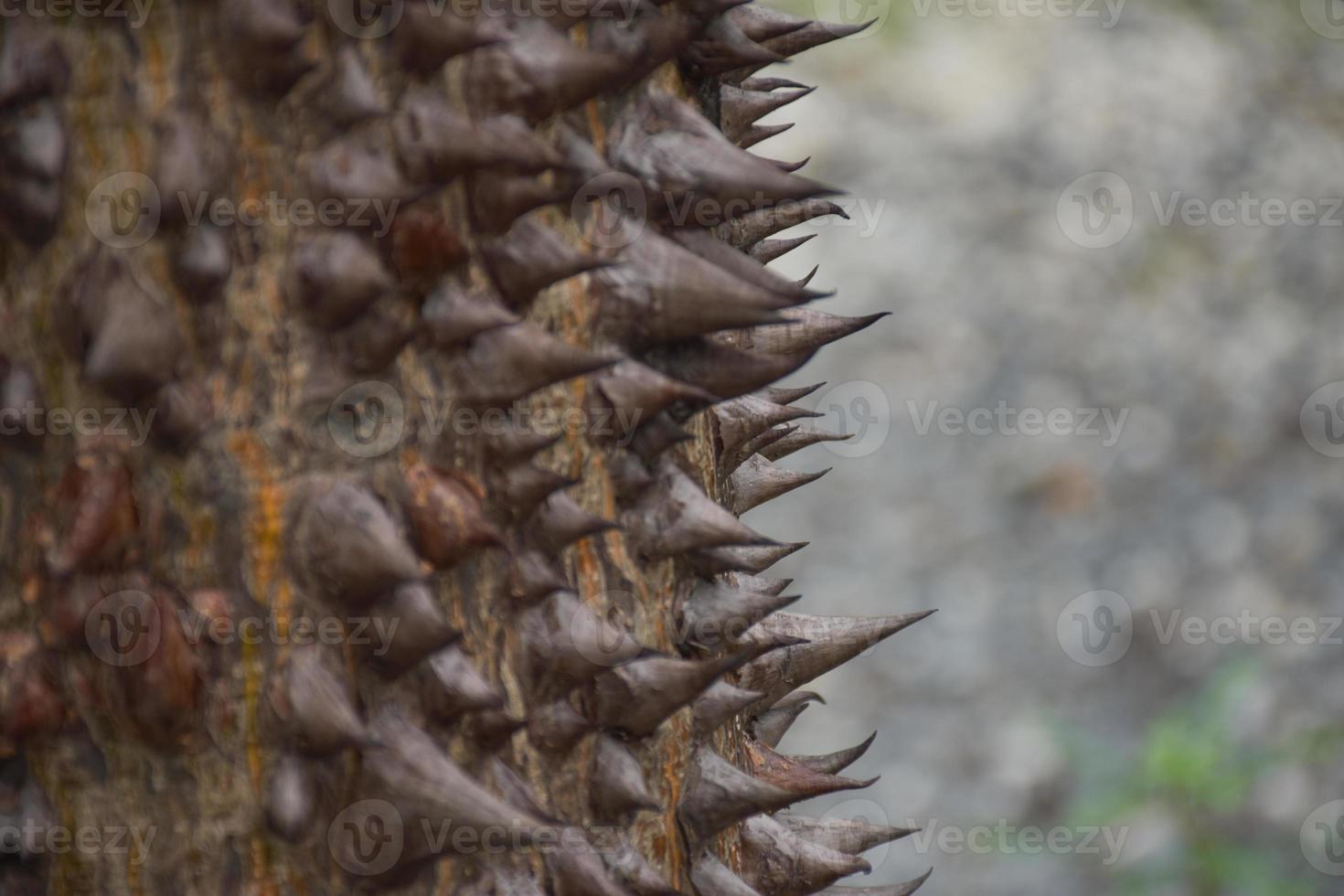 os espinhos afiados das árvores e bokeh no parque chatuchak, bangkok foto