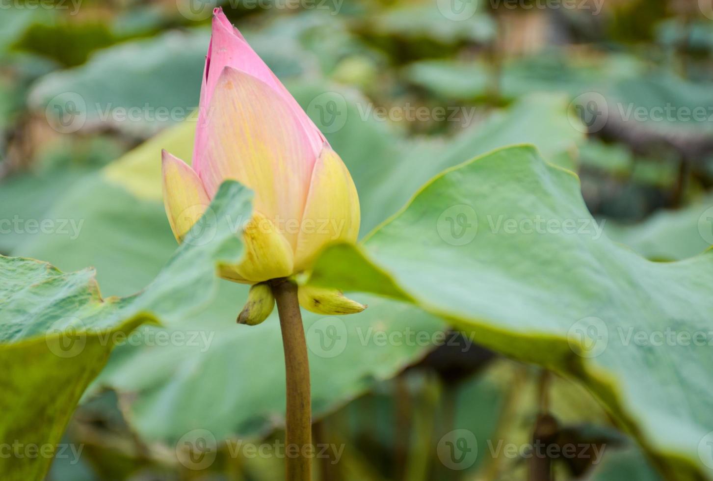 flor amarela beleza natureza lótus florescendo no jardim parque tailândia foto