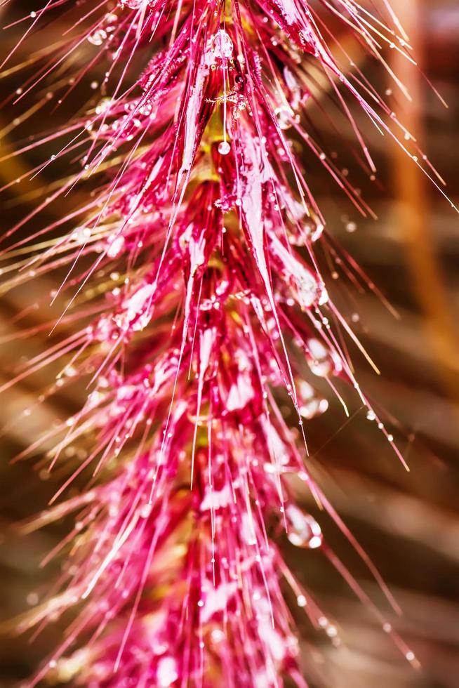 pennisetum pedicellatum é um tipo de grama. as espécies de gramíneas são importantes fontes de alimento para o gado. foto