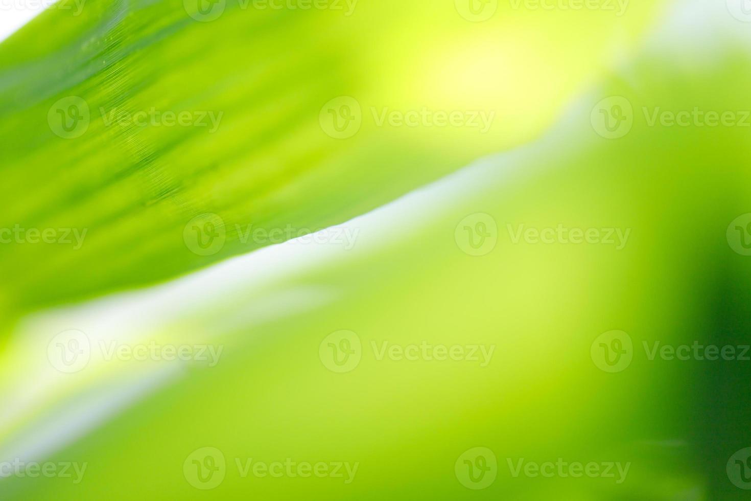 resumo borrado de folha verde para o conceito de fundo natural e ecologia foto