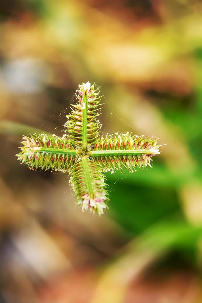 poaceae ou gramineae foto