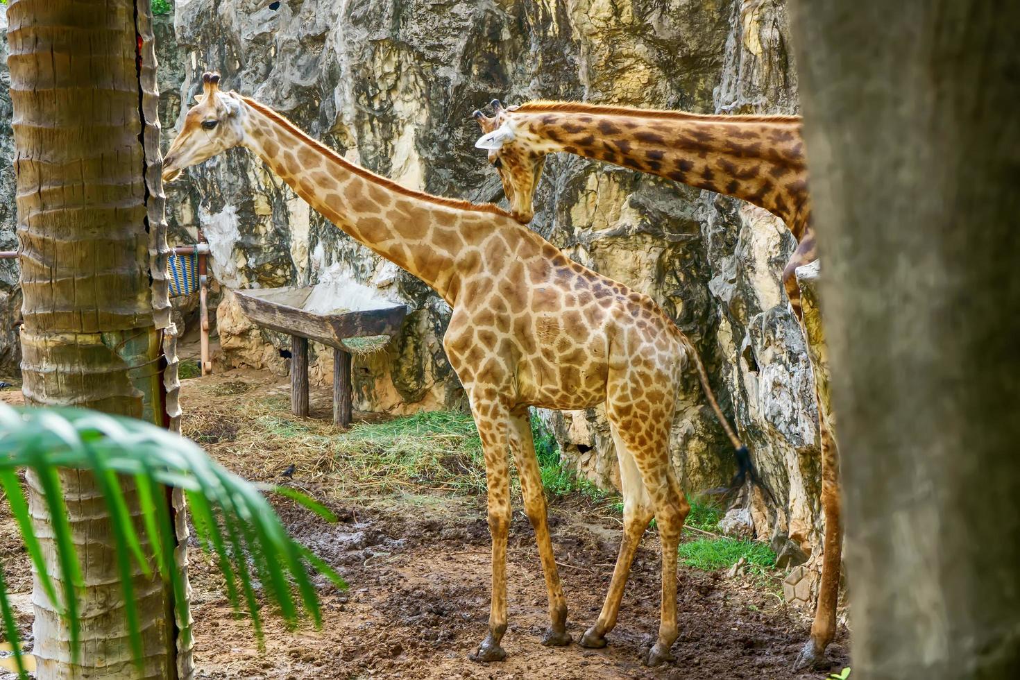 o casal de girafas em um modelo de floresta. foto